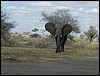 tanzania tarangire 614.jpg