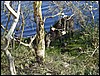 tanzania tarangire 673.jpg