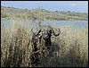 tanzania tarangire 680.jpg