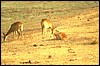 zambia 017.jpg