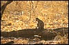 zambia 018.jpg