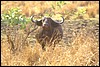 zambia 026.jpg