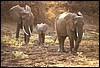 zambia 039.jpg
