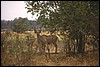 zambia 040.jpg