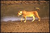 zambia 048.jpg