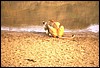 zambia 049.jpg