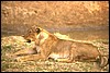 zambia 052.jpg