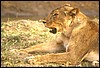 zambia 054.jpg