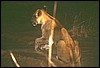 zambia 067.jpg