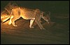 zambia 069.jpg