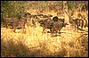 zambia 121.jpg
