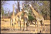 zambia 124.jpg