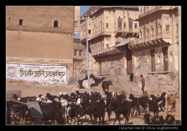 rajastan 044.jpg