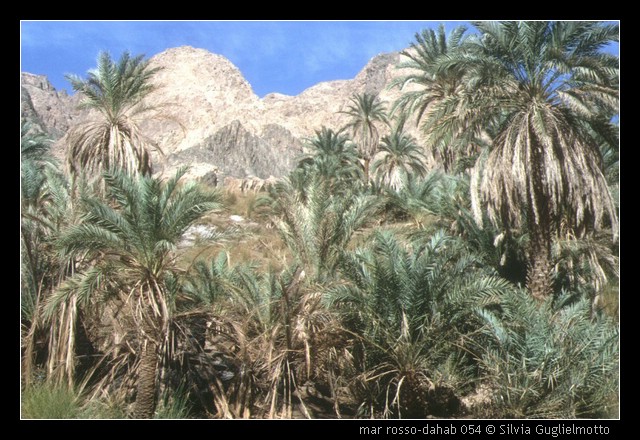 mar rosso-dahab 054.jpg