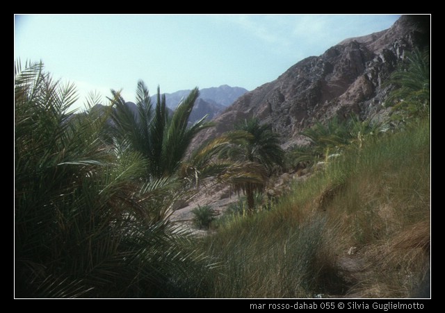 mar rosso-dahab 055.jpg