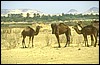 egitto gran mare di sabbia 101.jpg