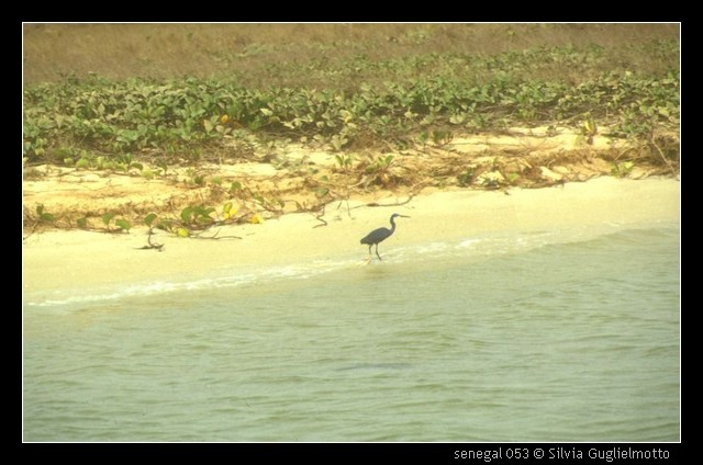 senegal 053.jpg