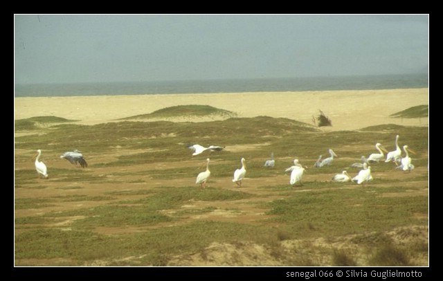 senegal 066.jpg