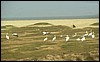 senegal 066.jpg