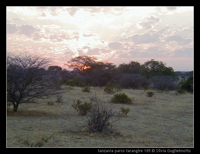 tanzania parco tarangire 185.jpg