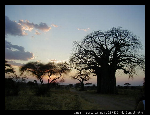 tanzania parco tarangire 239.jpg