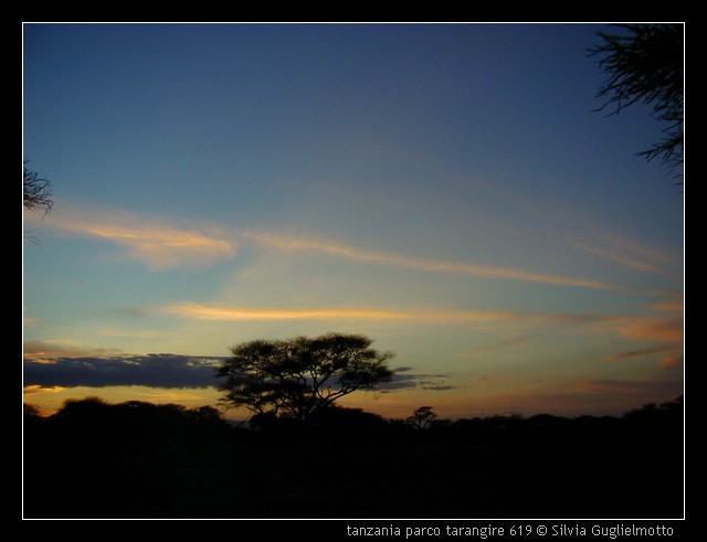 tanzania parco tarangire 619.jpg