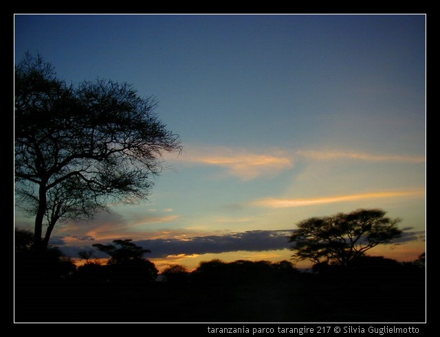 taranzania parco tarangire 217.jpg