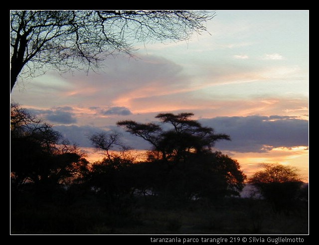 taranzania parco tarangire 219.jpg