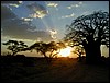   tanzania parco tarangire 238.jpg