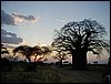 tanzania parco tarangire 239.jpg
