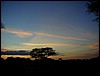 tanzania parco tarangire 619.jpg