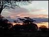 taranzania parco tarangire 219.jpg