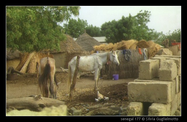 senegal 177.jpg