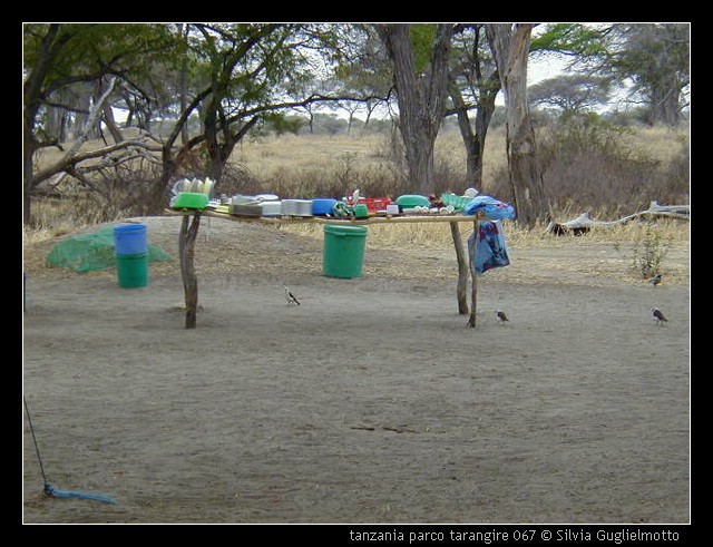 tanzania parco tarangire 067.jpg