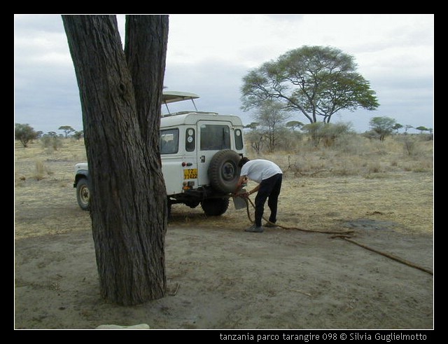 tanzania parco tarangire 098.jpg