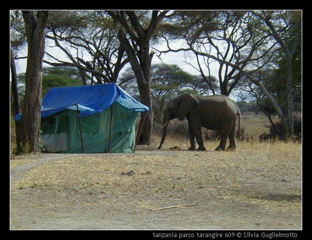 tanzania parco tarangire 609.jpg