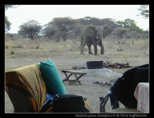 tanzania parco tarangire 610.jpg