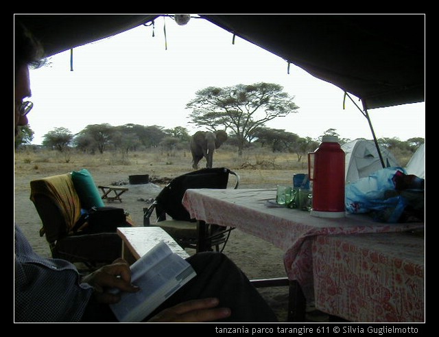 tanzania parco tarangire 611.jpg