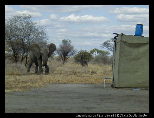 tanzania parco tarangire 613.jpg