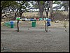 tanzania parco tarangire 067.jpg
