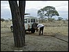 tanzania parco tarangire 098.jpg