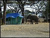 tanzania parco tarangire 609.jpg