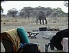 tanzania parco tarangire 610.jpg