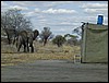 tanzania parco tarangire 613.jpg
