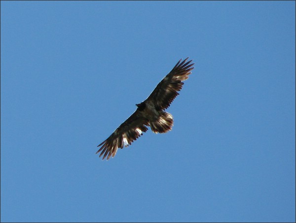 IMG_0051.jpg (32,8 KB)
