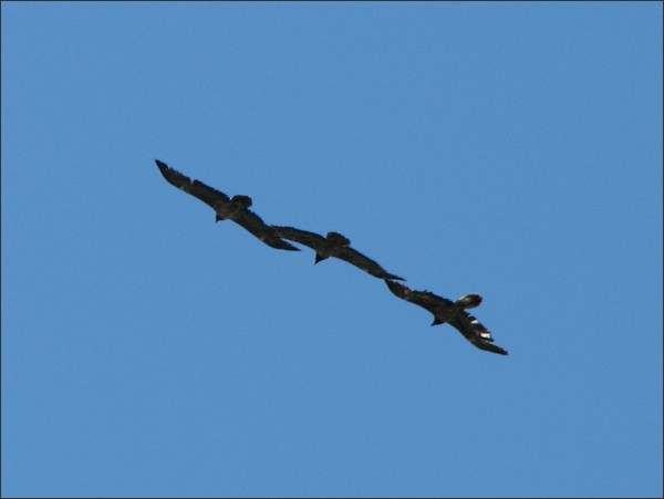 IMG_0054.jpg (28,9 KB)