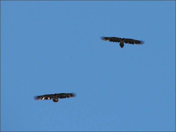 IMG_0056.jpg (28,9 KB)