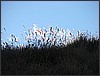 IMG_0126.JPG(59,8 KB)
