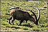 Raw00032 ritaglio.jpg(127 KB)